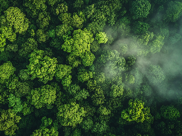 Birdseye view of a forest