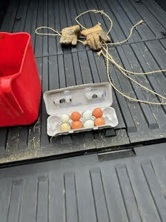 Crate of eggs on the back of a Tesla Cybertruck.