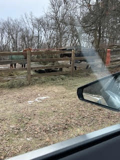 View of horses out the window of a Tesla Cybertruck.