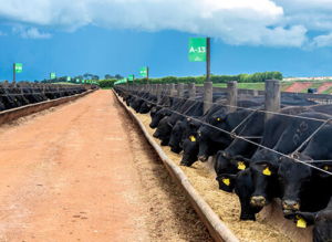 Grain and Livestock