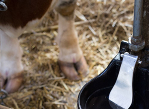 Grain and Livestock